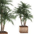 Modern A beautiful lush little decorative palm tree in a box with Robin forest dates palm groves 3d model