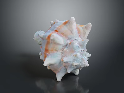 Spiky Conch Shell With Pink Orange Hues On Dark Reflective Background 3d model