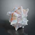 Spiky Conch Shell With Pink Orange Hues On Dark Reflective Background