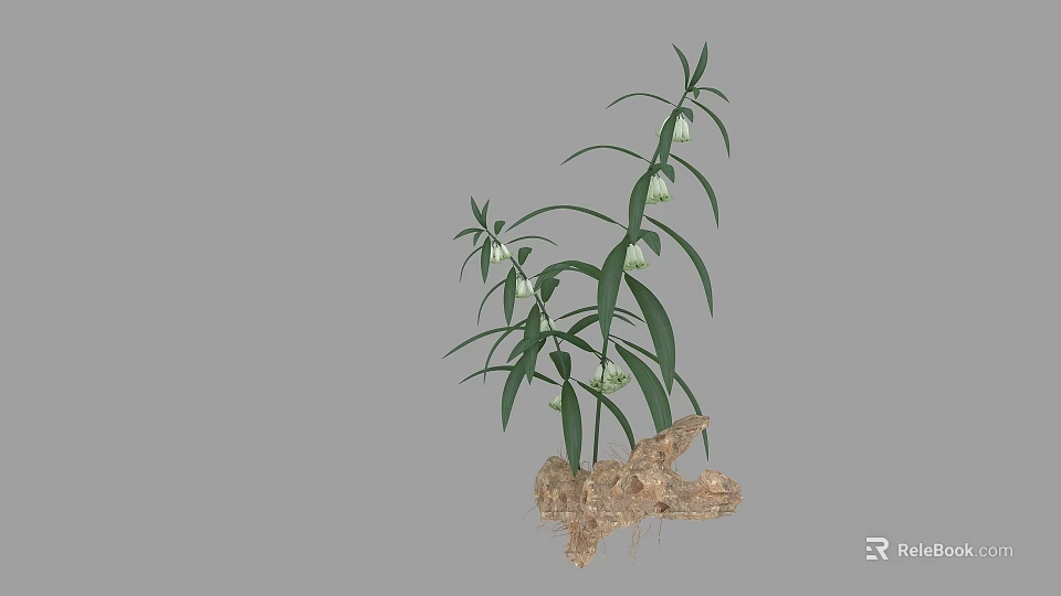 Natural Plant with Green Leaves White Flowers and Exposed Root with Soil 3d model 