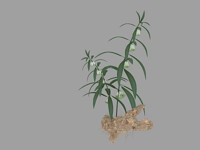 Natural Plant with Green Leaves White Flowers and Exposed Root with Soil 3d model