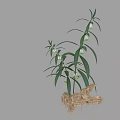 Natural Plant with Green Leaves White Flowers and Exposed Root with Soil