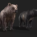 Realistic 3D Brown Bear And Black Bear Models Standing On Dark Background 3d model