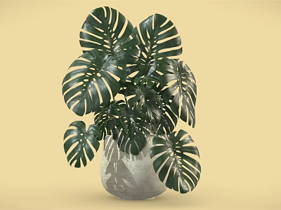 Monstera Potted Plant with Large Green Leaves in Gray Vase on Yellow Background 3d model