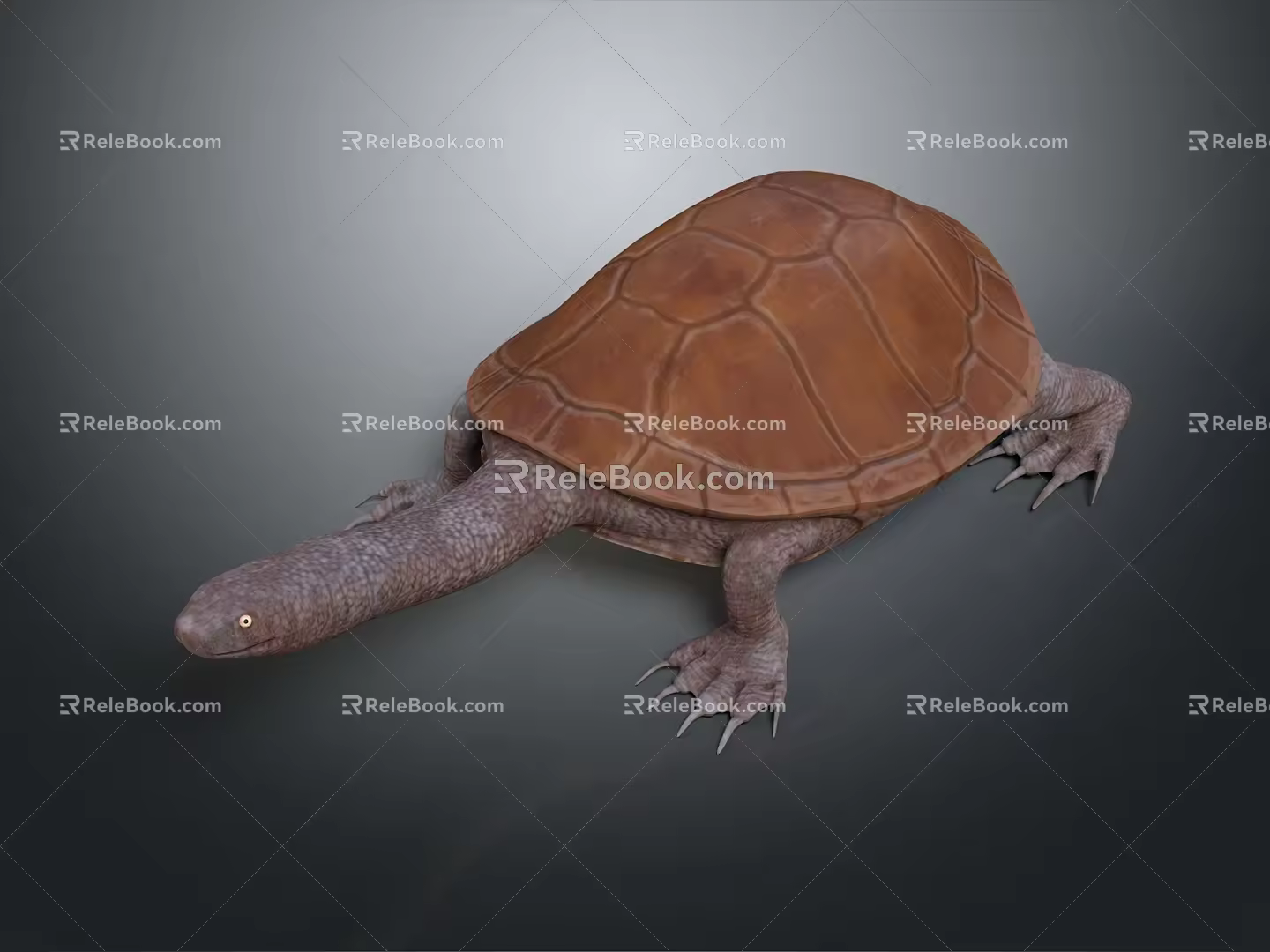 Turtle Turtle Cartoon Turtle Snapping Turtle Chickbill Turtle Reptile Cold Blooded Animal Reptile Reptile Class 3d model