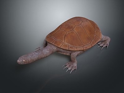 Turtle Cartoon Turtle Snapping Turtle Chickbill Turtle Reptile Cold Blooded Animal Reptile Class 3d model