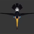 Exotic Toucan with Colorful Beak Black and White Feathers Blue Feet and Spread Wings