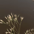 Ornamental Grass with Tall Slender Stems and Delicate Feathery Plumes Against Dark Backdrop