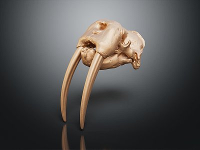 modern skull wild boar skull cheetah skull walrus skull model