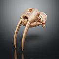 Medical Device Anatomical Skull Model with Detailed Bone Structure for Educational Training Use