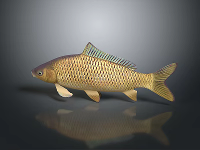 Golden Carp With Shiny Scales And Greenish Fins On Dark Surface Gray Background And Reflection 3d model