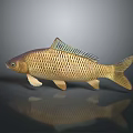 Golden Carp With Shiny Scales And Greenish Fins On Dark Surface Gray Background And Reflection
