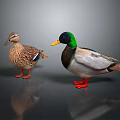 Two Male and Female Ducks With Colorful Feathers Standing on Reflective Surface