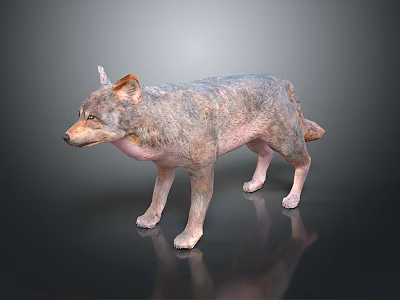 Realistic 3D Wolf Model with Detailed Fur and Natural Standing Posture 3d model