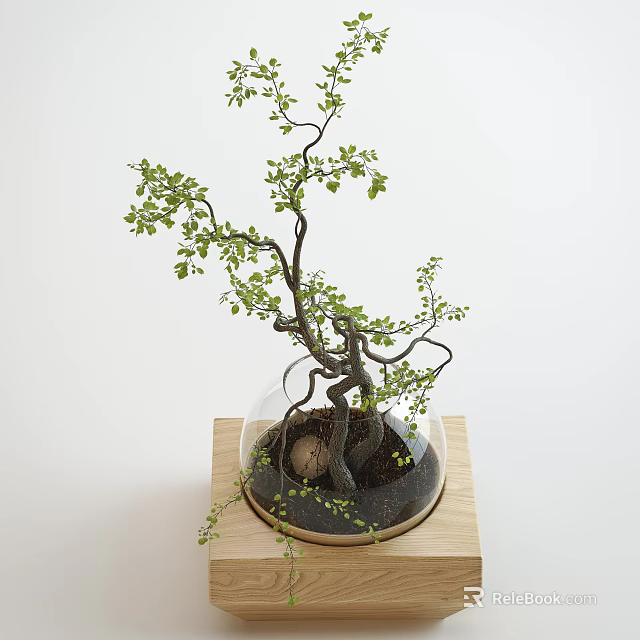 Artistic Bonsai Plant with Twisted Branches and Green Leaves in Glass Dome on Wooden Stand 3d model 