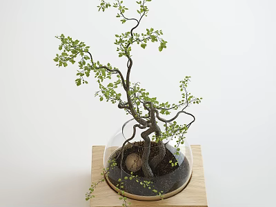 Artistic Bonsai Plant with Twisted Branches and Green Leaves in Glass Dome on Wooden Stand 3d model