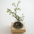 Artistic Bonsai Plant with Twisted Branches and Green Leaves in Glass Dome on Wooden Stand