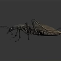 Detailed View Of Metallic Brown Beetle With Long Legs Isolated On Dark Background