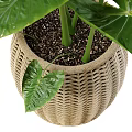 Lush Green Potted Plant With Large Leaves In Woven Basket Home Decor