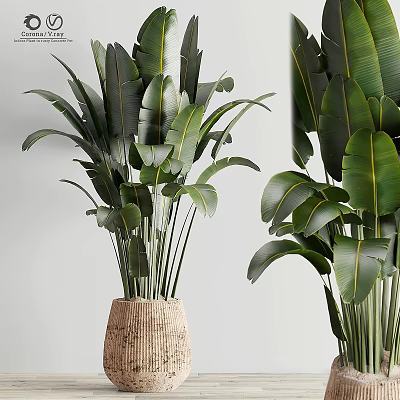 Tall Lush Green Potted Plant With Large Leaves In Woven Rattan Pot 3d model