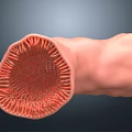 Man's Intestinal Cross Section Showing Villi Structure And Internal Details