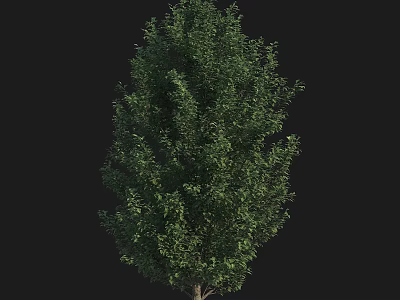 Vibrant Arbor With Dense Green Foliage And Natural Canopy Structure 3d model