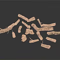 Natural Plant Branches Displayed with Various Shapes Different Sizes and Textures