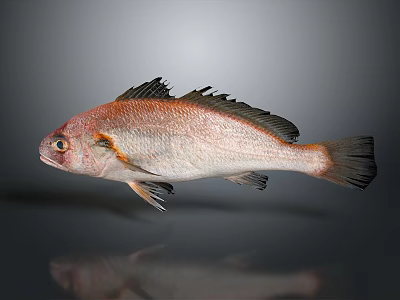 Reddish Brown Fish With Black Fins On Gray Background And Reflection 3d model