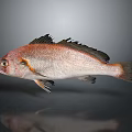 Reddish Brown Fish With Black Fins On Gray Background And Reflection
