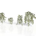 Green Hanging Plants With Different Sizes And Lush Leaves For Indoor Decoration