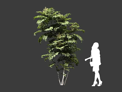 Tall Tree With Lush Green Foliage And Woman Silhouette Standing Nearby 3d model