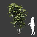 Tall Tree With Lush Green Foliage And Woman Silhouette Standing Nearby