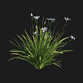 Lush Green Grass Like Plants With White Flowers And Slender Stems