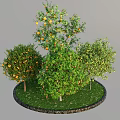 Multiple Fruit Trees with Orange Fruits in Circular Green Grass Area 3d model