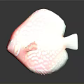 Vibrant Red And Green Discus Fish With White Spots Colorful Aquatic Animal