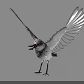 Flying Animal Bird With Black And White Spotted Feathers Spread Wings Standing On Ground