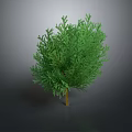 Green Bushy Tree With Dense Leaves For Garden Landscape Decoration