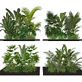 Tropical Green Plants in Black Planters with Lush Foliage for Indoor Decor