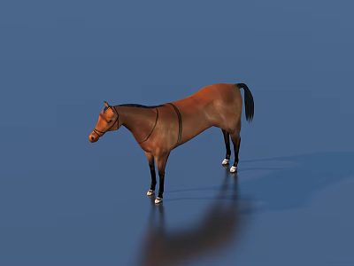 Brown Horse Full Body Standing On Blue Background With Saddle And Riding Gear 3d model