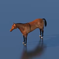 Brown Horse Full Body Standing On Blue Background With Saddle And Riding Gear