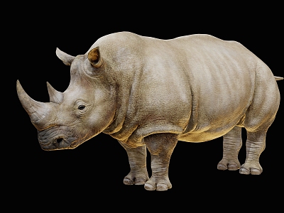 Rhino Scan Rhino Cartoon Rhino Cartoon Animals Buffalo model