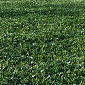 Lush Green Grass Field With Small White Flowers In Natural Setting