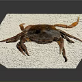 Close Up View Of Brown Crab On White Foam Base With Dark Background