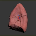 Human Lung 3D Anatomical Model With Detailed Internal Structure And Bronchial Visualization 3d model