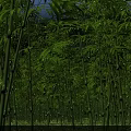 Lush Bamboo Forest With Tall Green Stalks Stone Lanterns And Wooden Table Pathway