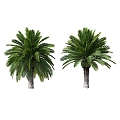 Tree Palm Tree 3d model