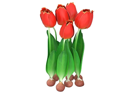 Red Tulip Flower Bouquet With Fresh Green Leaves And Vibrant Petals 3d model