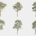 Six Arbor Trees with Green Foliage and Trunks in Various Growth Forms 3d model