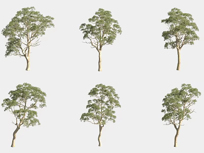 Six Arbor Trees with Green Foliage and Trunks in Various Growth Forms 3d model