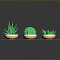 Potted Cactus And Aloe Vera Plants Arranged On Dark Tray With Small Dots